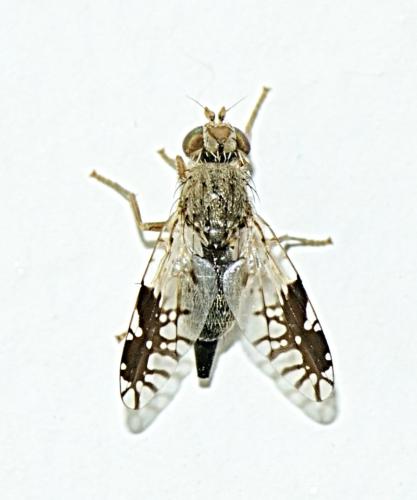 Réf. 321 321 : Tephritis divisa